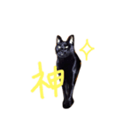 みんなの黒い猫（個別スタンプ：5）