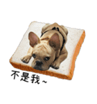 [French Bulldog] pineapple's life（個別スタンプ：6）