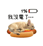 [French Bulldog] pineapple's life（個別スタンプ：10）