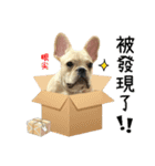 [French Bulldog] pineapple's life（個別スタンプ：15）