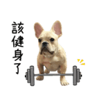 [French Bulldog] pineapple's life（個別スタンプ：16）