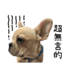 [French Bulldog] pineapple's life（個別スタンプ：19）