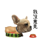 [French Bulldog] pineapple's life（個別スタンプ：20）