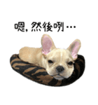 [French Bulldog] pineapple's life（個別スタンプ：21）