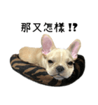 [French Bulldog] pineapple's life（個別スタンプ：22）