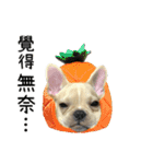 [French Bulldog] pineapple's life（個別スタンプ：23）