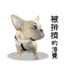 [French Bulldog] pineapple's life（個別スタンプ：26）