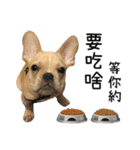 [French Bulldog] pineapple's life（個別スタンプ：27）