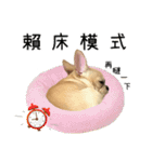 [French Bulldog] pineapple's life（個別スタンプ：30）