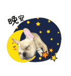 [French Bulldog] pineapple's life（個別スタンプ：31）