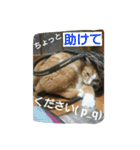 りゅうと愉快な仲間たち（個別スタンプ：29）