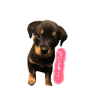 Rottweiler ( ten )（個別スタンプ：1）