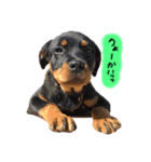 Rottweiler ( ten )（個別スタンプ：3）