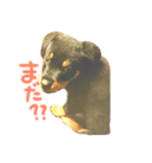 Rottweiler ( ten )（個別スタンプ：4）