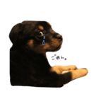 Rottweiler ( ten )（個別スタンプ：7）