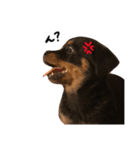 Rottweiler ( ten )（個別スタンプ：8）