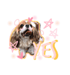 Alice the Cav :  family edition（個別スタンプ：1）