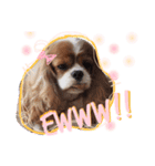 Alice the Cav :  family edition（個別スタンプ：3）