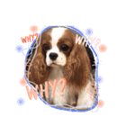 Alice the Cav :  family edition（個別スタンプ：11）