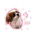 Alice the Cav :  family edition（個別スタンプ：24）