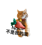 sakanacat（個別スタンプ：4）