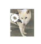 SHIBA INU Japanese dog 2（個別スタンプ：6）