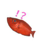 Surreal fish1192（個別スタンプ：6）