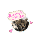 Happiness cat's（個別スタンプ：2）