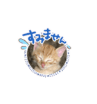 Happiness cat's（個別スタンプ：4）