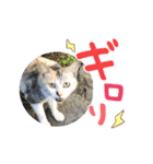 Happiness cat's（個別スタンプ：12）