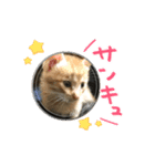 Happiness cat's（個別スタンプ：15）