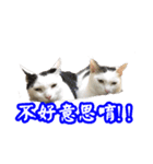 moon's cats-May cats（個別スタンプ：10）