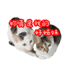 moon's cats-May cats（個別スタンプ：17）