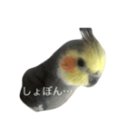 Our lovely bird（個別スタンプ：7）