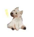 Rooney Westie.（個別スタンプ：2）