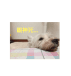 Rooney Westie.（個別スタンプ：3）