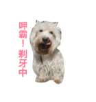 Rooney Westie.（個別スタンプ：5）