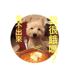 Rooney Westie.（個別スタンプ：6）