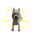 Rooney Westie.（個別スタンプ：7）