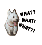 Rooney Westie.（個別スタンプ：13）