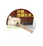 Rooney Westie.（個別スタンプ：14）