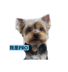 PRO puppy（個別スタンプ：1）