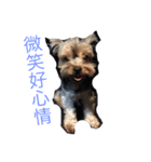 PRO puppy（個別スタンプ：11）