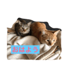 ねこねこホーム  金＆銀（個別スタンプ：1）