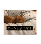 ねこねこホーム  金＆銀（個別スタンプ：8）