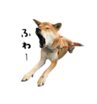 柴犬みたいな犬エンジュver.3（個別スタンプ：4）