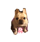 French bulldog pig（個別スタンプ：1）