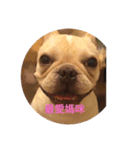 French bulldog pig（個別スタンプ：9）