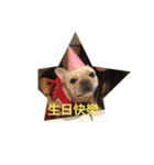 French bulldog pig（個別スタンプ：11）