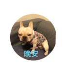 French bulldog pig（個別スタンプ：16）